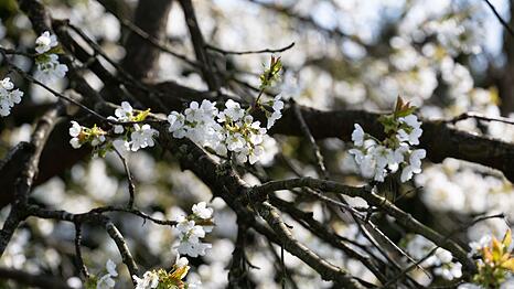 Erst am Montag soll sich die Sonne wieder zeigen. (Symbolbild)