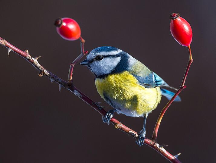Eine Blaumeise ist am 08.01.2016 in einem Garten in Sieversdorf (Brandenburg) zu sehen. Vom 8. bis 10. Januar 2016 findet zum sechsten Mal die bundesweite «Stunde der Wintervögel» statt. Der Naturschutzbund Deutschland (NABU) und sein bayerischer Partner Landesbund für Vogelschutz (LBV) rufen Naturfreunde auf, eine Stunde lang die Vögel am Futterhäuschen, im Garten, auf dem Balkon oder im Park zu zählen und zu melden.