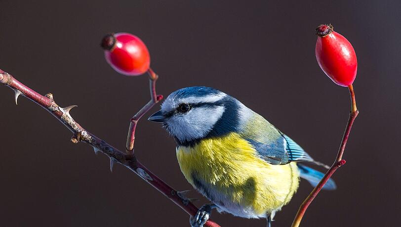 Blaumeisen sind viel gesehene Gäste am Futterhäuschen. Blaumeisen sind viel gesehene Gäste am Futterhäuschen.