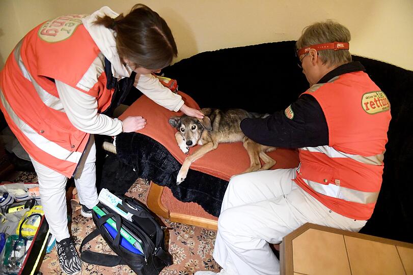 Noch ein Einsatz: Die Tierretter behandeln einen Hund.