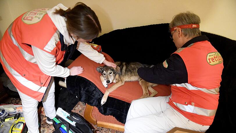 Noch ein Einsatz: Die Tierretter behandeln einen Hund. Noch ein Einsatz: Die Tierretter behandeln einen Hund.