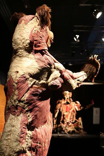 Am Ende der Ausstellung wartet dann etwas Nicht-Menschliches: Das Präparat eines Bären.