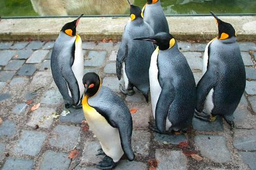 Pinguine: aus dem Tierpark bekannt - in bayerischen Badeseen noch eine echte Ausnahme.