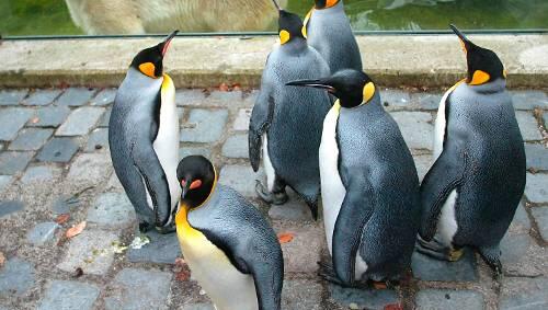 Pinguine: aus dem Tierpark bekannt - in bayerischen Badeseen noch eine echte Ausnahme. Pinguine: aus dem Tierpark bekannt - in bayerischen Badeseen noch eine echte Ausnahme.