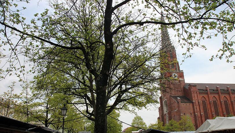 In der Mariahilfkirche findet das traditionelle Straußbinden statt. (Archivbild) In der Mariahilfkirche findet das traditionelle Straußbinden statt. (Archivbild)
