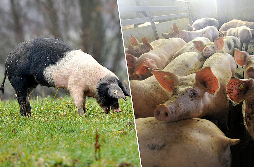 Links: Bio-Schweine auf der Herrmannsdorfer-Wiese, rechts: Mastschweine aus konventioneller Haltung. Doch wie groß sind die Unterschiede wirklich?