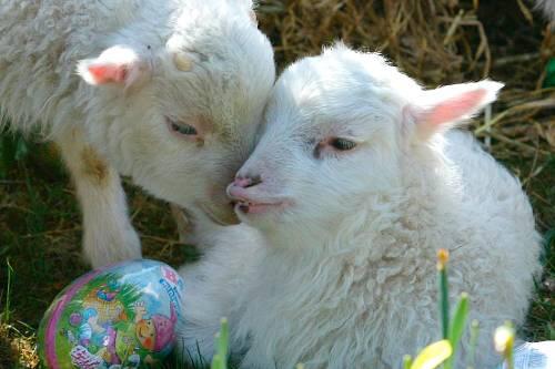 Lämmchen, Narzissen, ein Ei: Ostern im Tierpark.