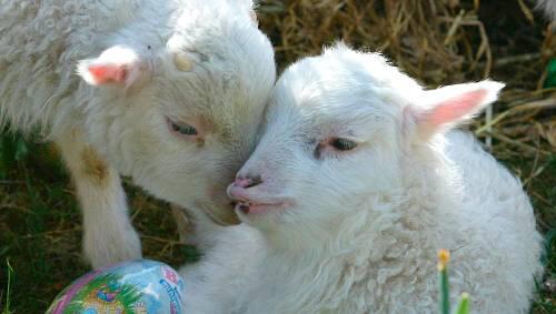 Lämmchen, Narzissen, ein Ei: Ostern im Tierpark. Lämmchen, Narzissen, ein Ei: Ostern im Tierpark.