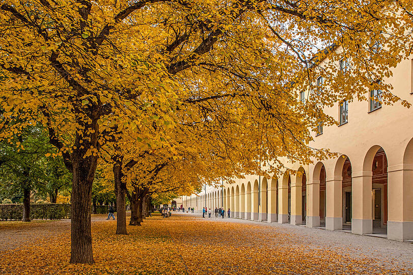 Leuchtend gelbe Baumkronen säumen den historischen Arkadengang im Hofgarten.