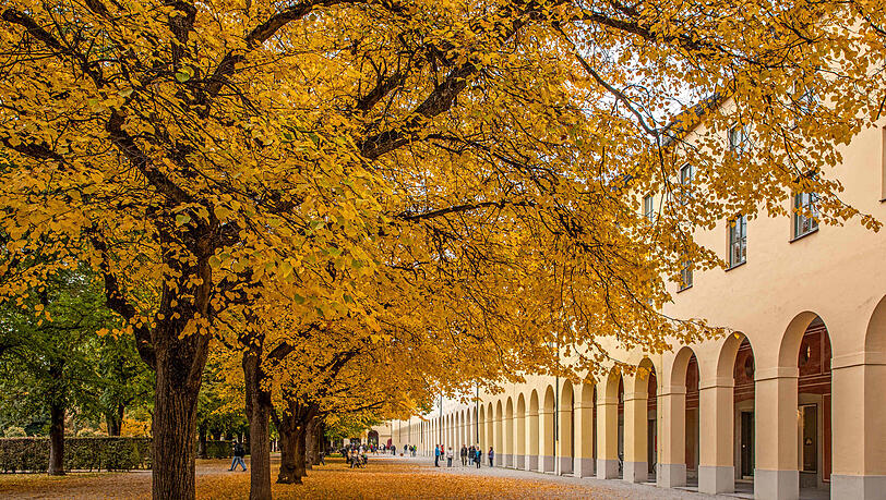 Leuchtend gelbe Baumkronen säumen den historischen Arkadengang im Hofgarten.