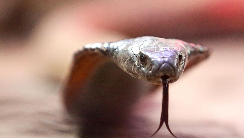 Die Schlange - mutma&szlig;lich eine Kobra - war nach Angaben der Polizei in die Hose des Urlaubers gekrochen. (Archivbild)