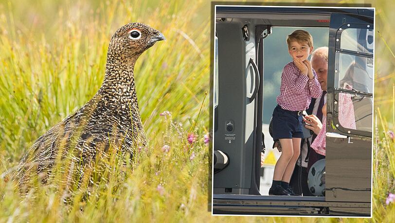 Prinz George geht zum ersten Mal auf Moorhuhnjagd (Symbolfoto). Prinz George geht zum ersten Mal auf Moorhuhnjagd (Symbolfoto).