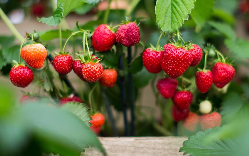 Mit 32 Kalorien pro 100 Gramm sind Erdbeeren nicht nur sehr kalorienarme Früchtchen, sie sind auch sehr gesund und beugen Herzerkrankungen und Diabetes vor. Mit 32 Kalorien pro 100 Gramm sind Erdbeeren nicht nur sehr kalorienarme Früchtchen, sie sind auch sehr gesund und beugen Herzerkrankungen und Diabetes vor.
