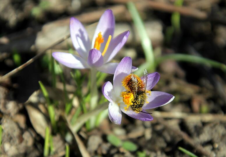 Frühlingserwachen in München - schon jetzt freuen sich viele auf's warme Wochenende und den Biergarten. Sehen Sie hier die ersten Frühlingsbilderbilder aus der Weltstadt mit Herz...