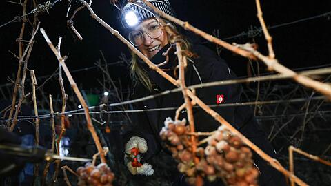 Seit etwa 230 Jahren werden in Franken Eisweine hergestellt.