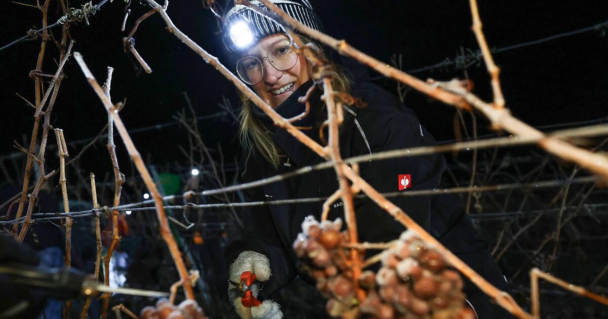 Winzer-m-hen-sich-in-bitterer-K-lte-f-r-Eiswein-Ernte