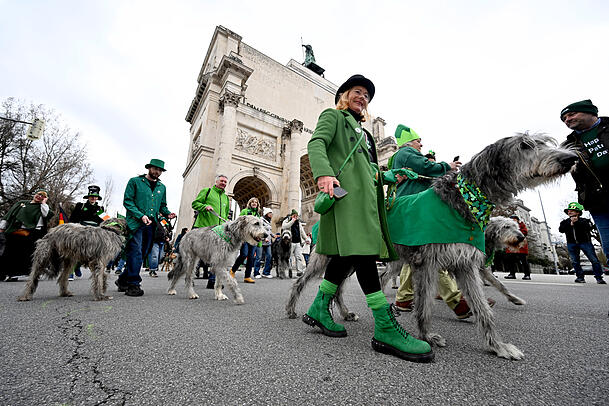 Die imposanten irischen Wolfshunde sind ein fester Bestandteil der St.-Patrick&rsquo;s-Day-Parade.