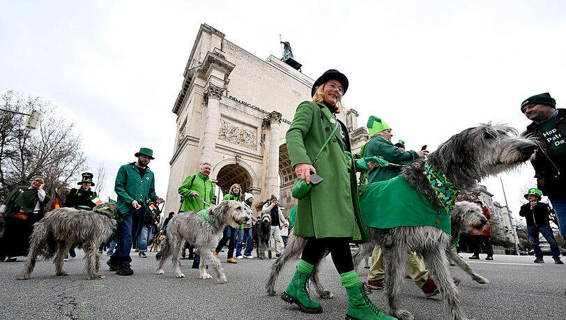 Die imposanten irischen Wolfshunde sind ein fester Bestandteil der St.-Patrick&rsquo;s-Day-Parade.