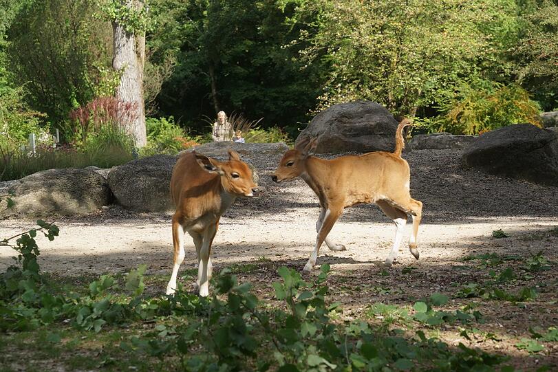 Die Banteng-Familie hat mit dem Nachwuchs jede Menge Trubel auf der Anlage. Sie niedlichen Bilder...