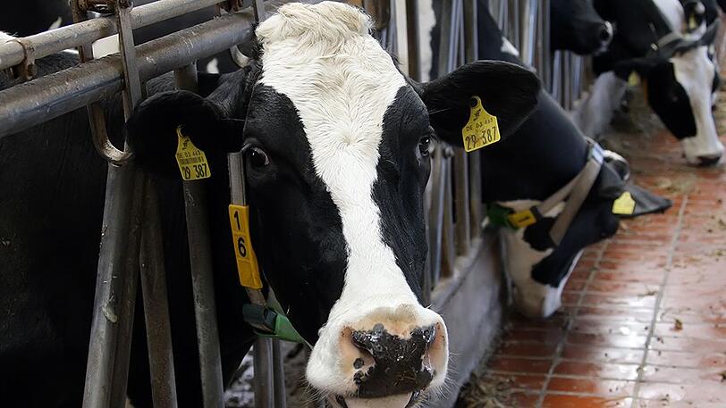Ein geständiger Landwirt aus Landshut musste sich nun für die Zustände in seinem Rinderstall verantworten. (Symbolfoto).