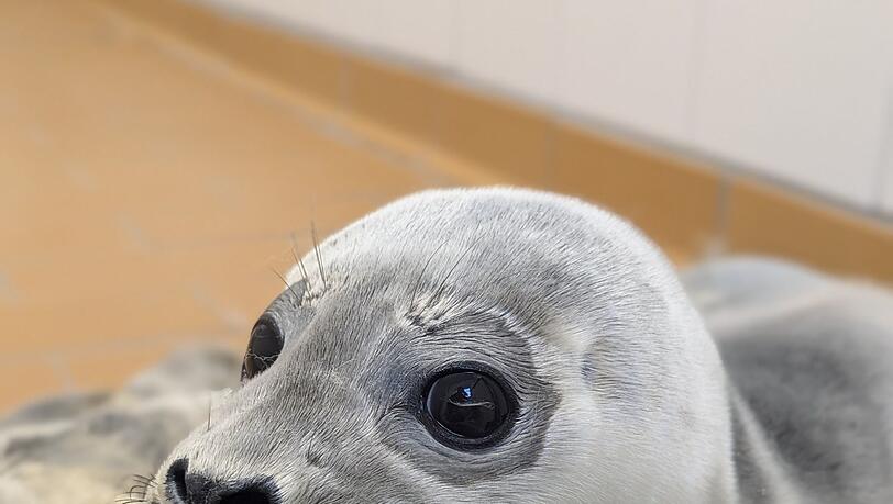 Die Seehundstation kümmert sich jedes Jahr um mehr als 150 kranke, mutterlose oder verletzte Seehunde.