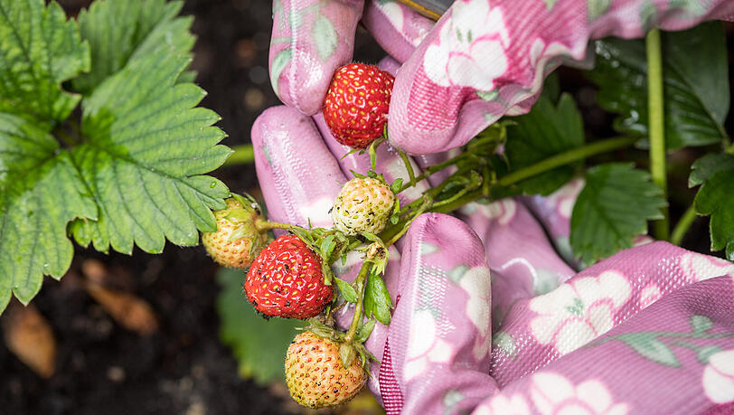 Tipps für Münchner HobbyGärtner Erdbeeren auf dem Balkon pflanzen