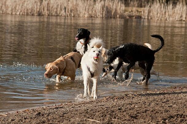 Viele Hunde lieben im Sommer eine Abkühlung. Viele Hunde lieben im Sommer eine Abkühlung.