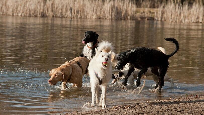 Viele Hunde lieben im Sommer eine Abkühlung. Viele Hunde lieben im Sommer eine Abkühlung.