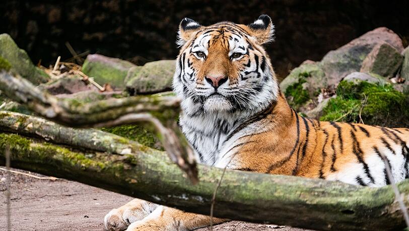 Tigerkater Manu hat im Zoo Landau ein neues Zuhause gefunden. Tigerkater Manu hat im Zoo Landau ein neues Zuhause gefunden.
