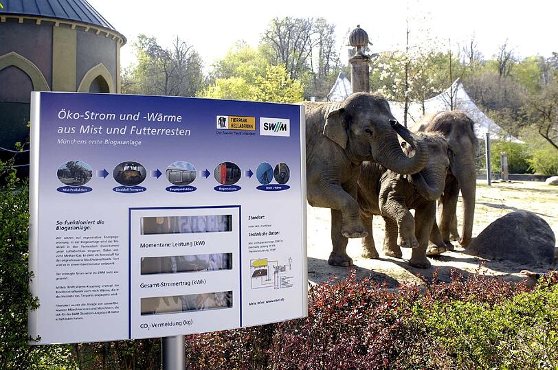 Um die 150 Kilogramm Mist macht ein Elefant am Tag. In Hellabrunn wurden die Hinterlassenschaften bislang zu Strom vergoren.
