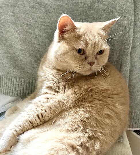 Biscuit