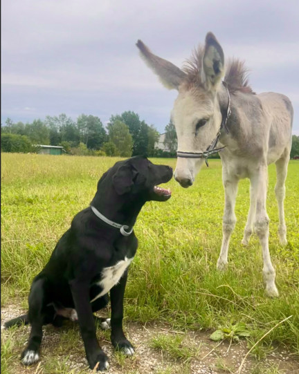 Labradormischling Elmo und Rosalita (Andalusisches Großeselfohlen)
