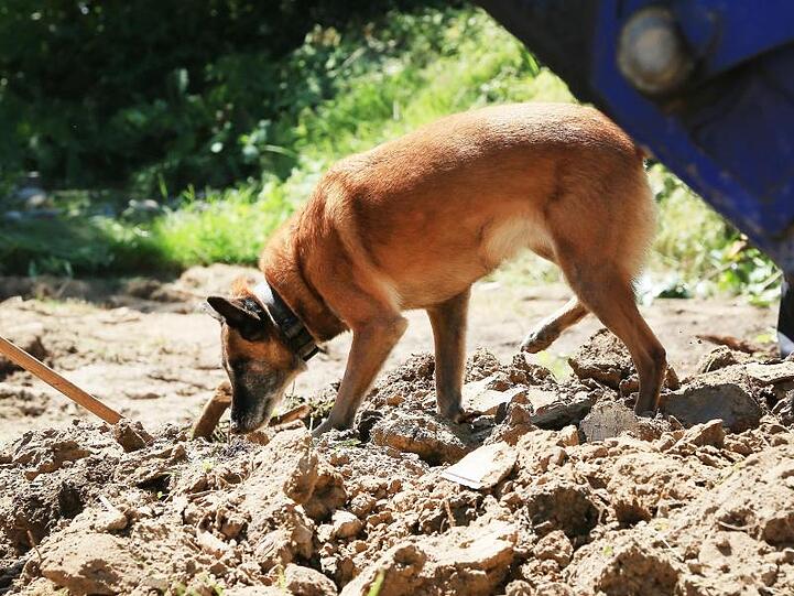 Ein Spürhund im Garten des Hauses in Wuppertal.