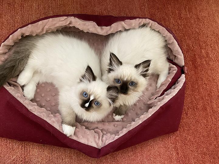 Josy und Lexy