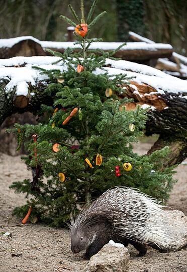 Für die Tiere im Tierpark Hellabrunn gibt es schon eine Woche vor Weihnachten eine leckere Bescherung.