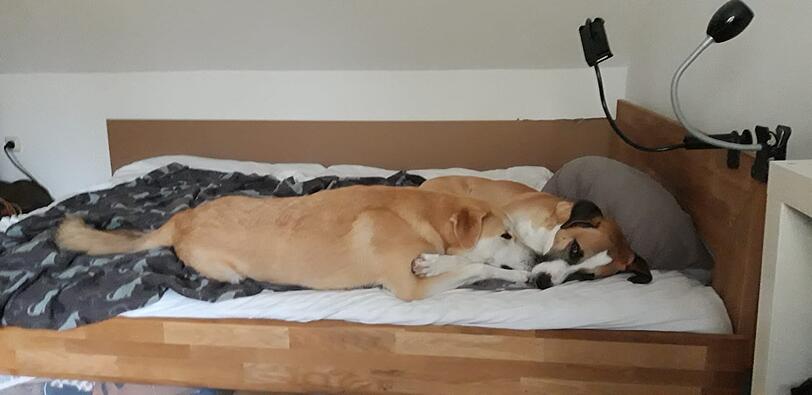 Hunde Carlo und Akis