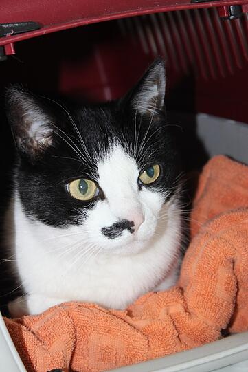 ... in den aufgeweckten schwarz-weißen Kater Felix. Das Tierheim sucht nach einem guten Platz für das Liebespaar auf acht Pfoten.
