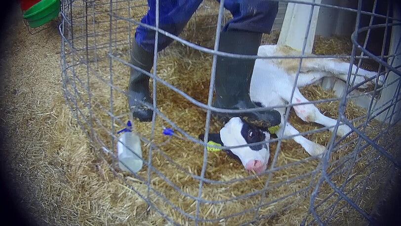 Ein Mann, laut "Soko Tierschutz" Mitarbeiter des Milchviehbetriebes in Bad Grönenbach, tritt einem kranken Kalb gegen den Kopf.