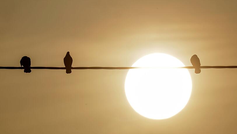 Bodennahe Winde haben den Staub in Afrika aufgewirbelt, dann wird der nach Europa transportiert.