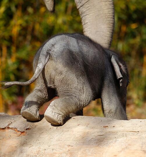 So süß! Am Dienstag hatte das bisher noch namenlose Elefantenmädchen offiziellen Fototermin im Freigehege des Tierparks Hellabrunn. Gemeinsam mit Mamma Panang und noch ein wenig tollpatschig erkundete das Dickhäuter-Baby seine neue Umgebung.