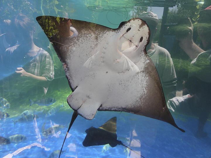 Nicht nur für Kinder ein Erlebnis: das Palma Aquarium