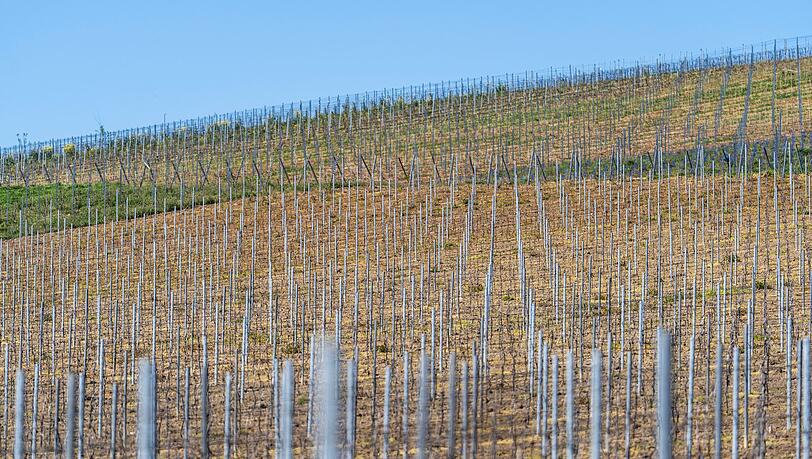 Die gesamte Rebfl&auml;che in Deutschland wird kleiner. (Symbolbild)