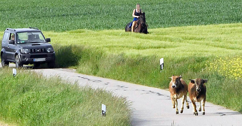 Wildwest in Oberbayern: Trotz zahlreicher Häscher behalten die Jungstiere bislang die Oberhand und entkommen immer wieder.
