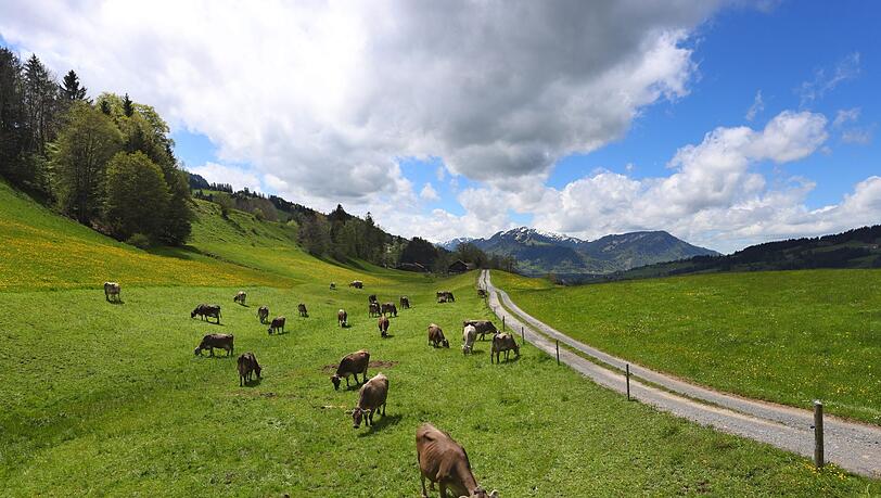 In Bayern gibt es immer weniger Rinder. (Archivbild)