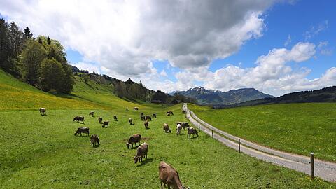 In Bayern gibt es immer weniger Rinder. (Archivbild)