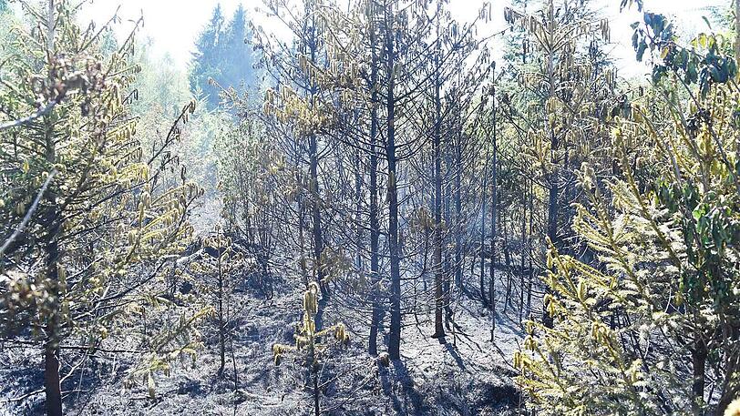 Unter extremen Bedingungen kämpfte sich die Feuerwehr zu den Flammen vor.