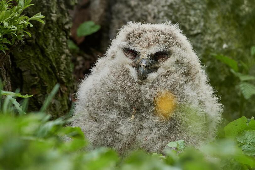 Das Uhu-Baby ist noch ganz flauschig.