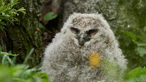 Das Uhu-Baby ist noch ganz flauschig.