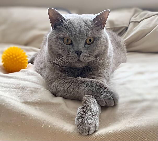 Nepomuk