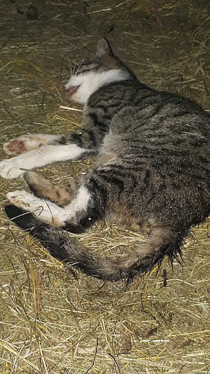 Erschreckend: Eine tote Katze im Stall.
